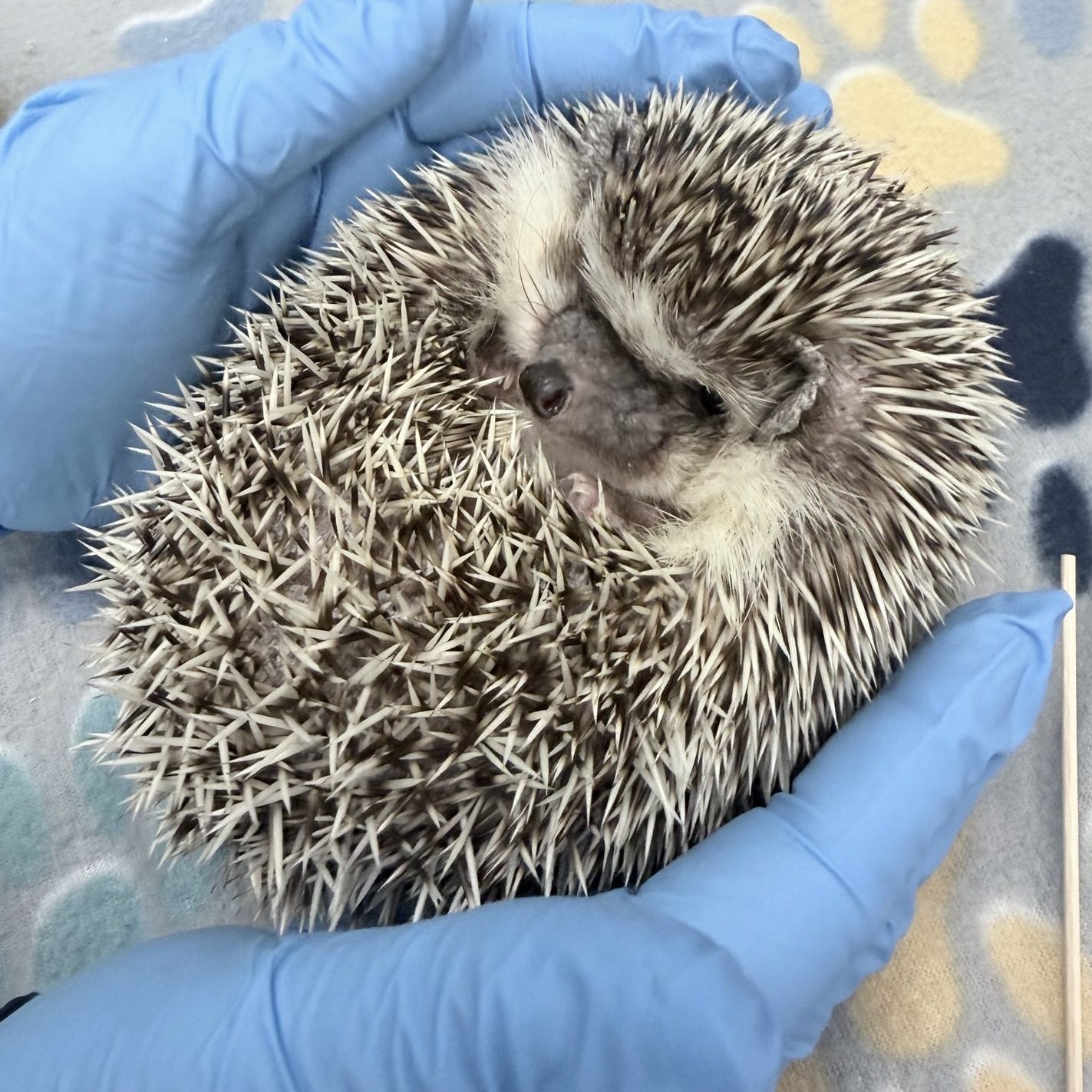 C7B5B97B-A381-43E8-9207-FDB11F45ADCD_1_201_a