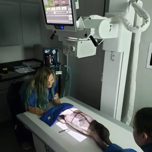 Digital radiography